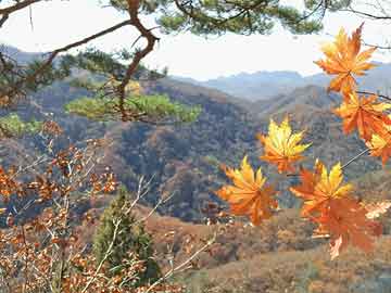 四川旅游必去十大景点推荐四川旅游必去十大景点推荐云南旅游必去十大景点推荐东北虎