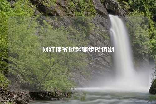 网红猫爷掀起猫步模仿潮
